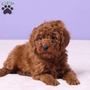 Moki, Miniature Poodle Puppy